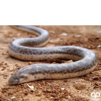 گونه مار بوآی شنی باریک Slender Sand Boa